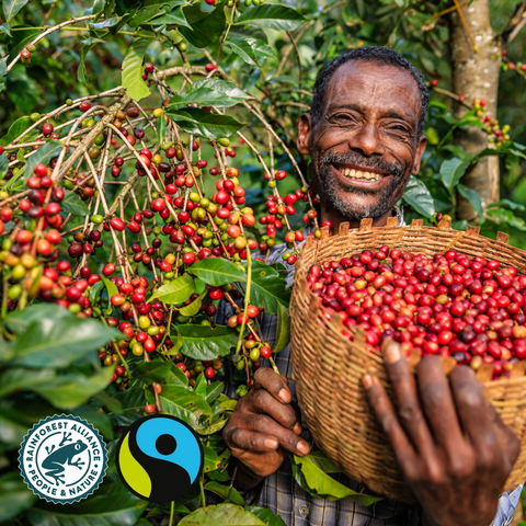 coffee bean picker, carrying raw beans 